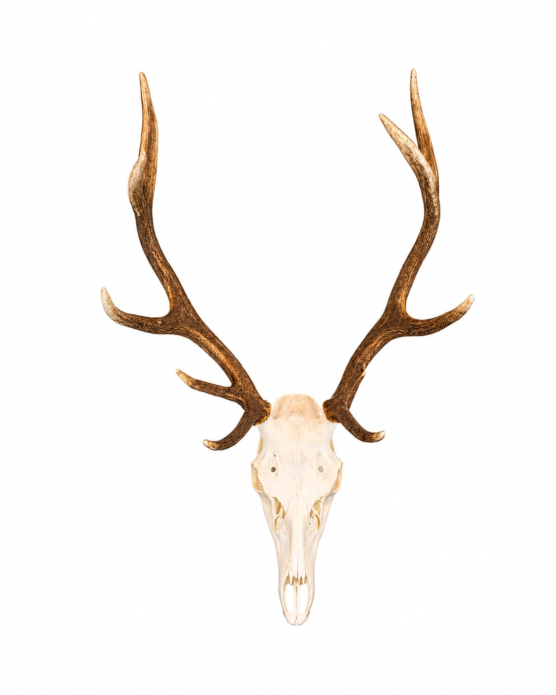Präparierter Rothirsch-Schädel (Cervus elaphus) mit imposantem Geweih, professionell gereinigt und gebleicht. Hochwertige Jagdtrophäe mit natürlicher Geweihfarbe vor weißem Hintergrund für Sammler, Jäger und Naturliebhaber. Tierschädel kaufen bei SWISSkulls
