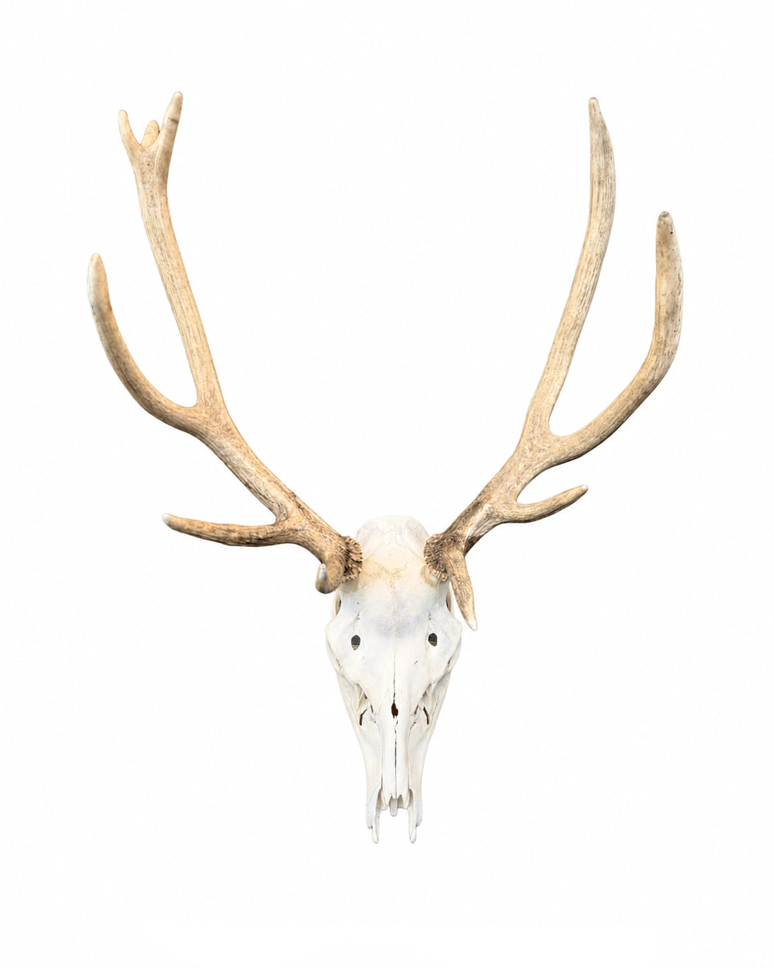 Véritables crânes de cerf élaphe