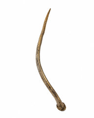 Echter Rothirsch Spiesser