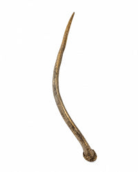 Echter Rothirsch Spiesser