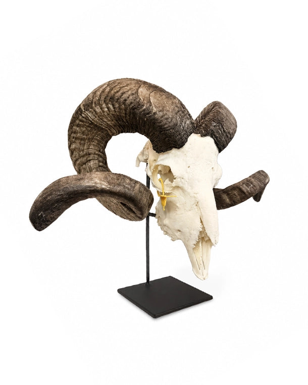Echter Schafbock Schädel auf Sockel