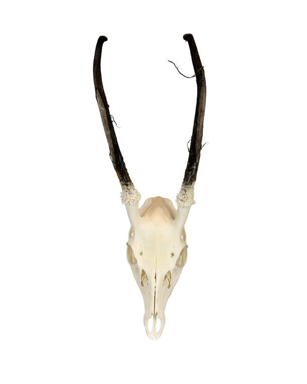 Real Sika Deer Skull