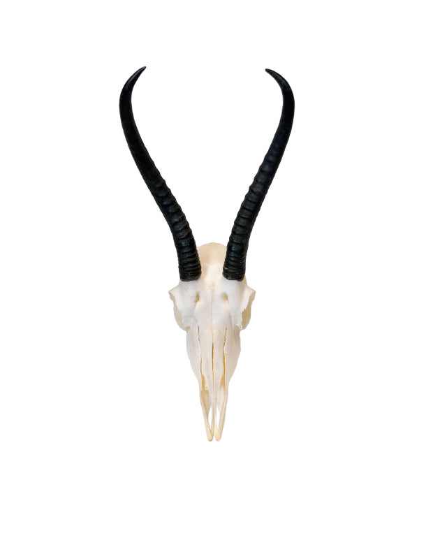 Echter weiblicher Springbock-Schädel mit feinen Hörnern auf hellem Hintergrund