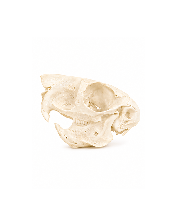 Echter Springhasen Schädel kaufen bei SWISSkulls