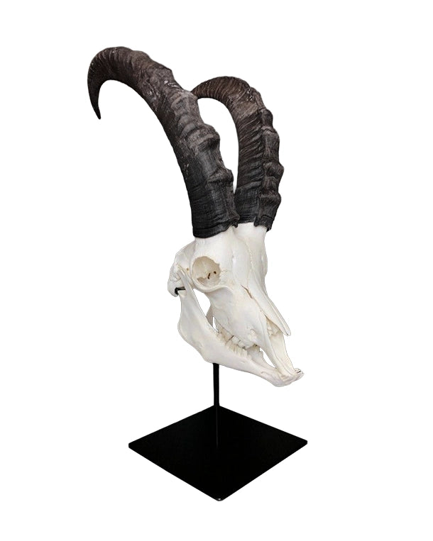 Montierter Schädel eines Alpensteinbocks (Capra ibex) mit Hörnern auf edlem Sockel, dekoratives Präparat im Alpenstil.