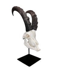 Montierter Schädel eines Alpensteinbocks (Capra ibex) mit Hörnern auf edlem Sockel, dekoratives Präparat im Alpenstil.