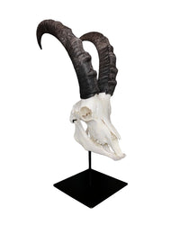 Montierter Schädel eines Alpensteinbocks (Capra ibex) mit Hörnern auf edlem Sockel, dekoratives Präparat im Alpenstil.