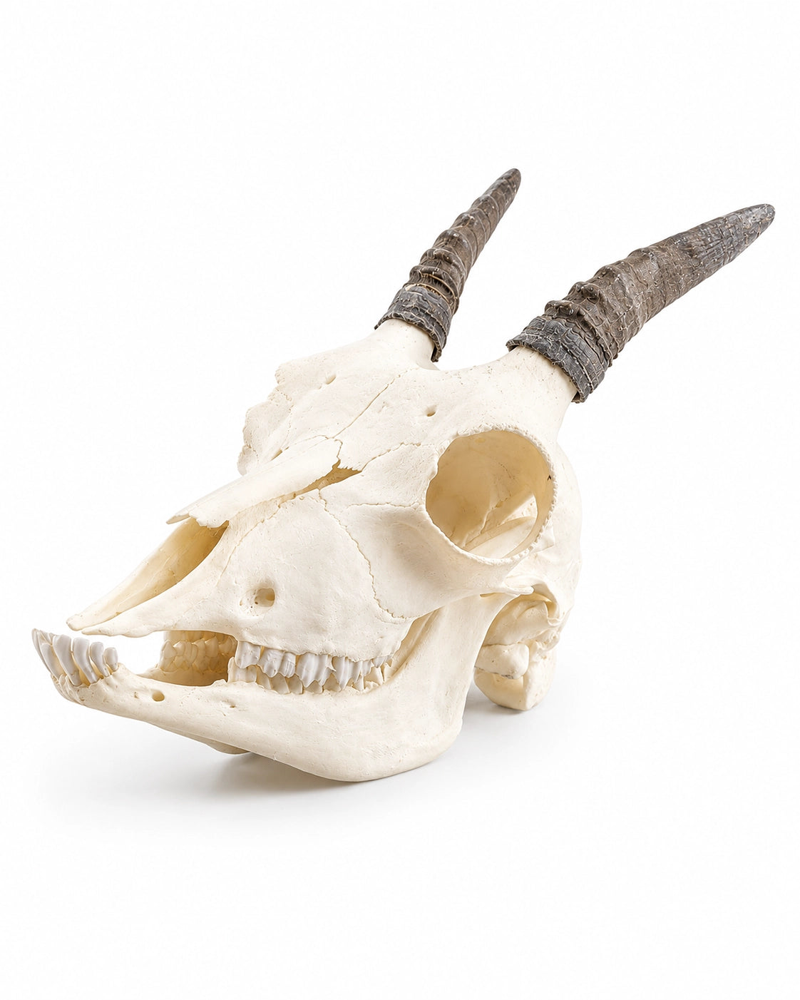 Véritable crâne d'ibex