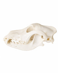 Echter Haushund Schädel (Tschechoslowakischer Wolfhund)