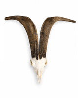 Genuine Valais Blackneck Goat Skull
