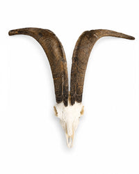 Genuine Valais Blackneck Goat Skull