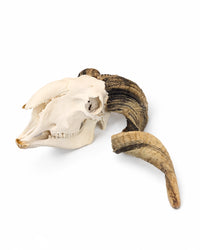 Echter Walliser Schwarznasenschaf Schädel