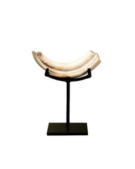 Echter Warzenschwein-Zahn auf Sockel