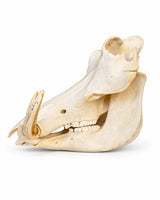 Echter Warzenschwein Schädel
