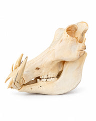 Echter Warzenschwein Schädel