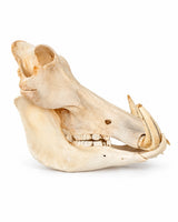 Echter Warzenschwein Schädel