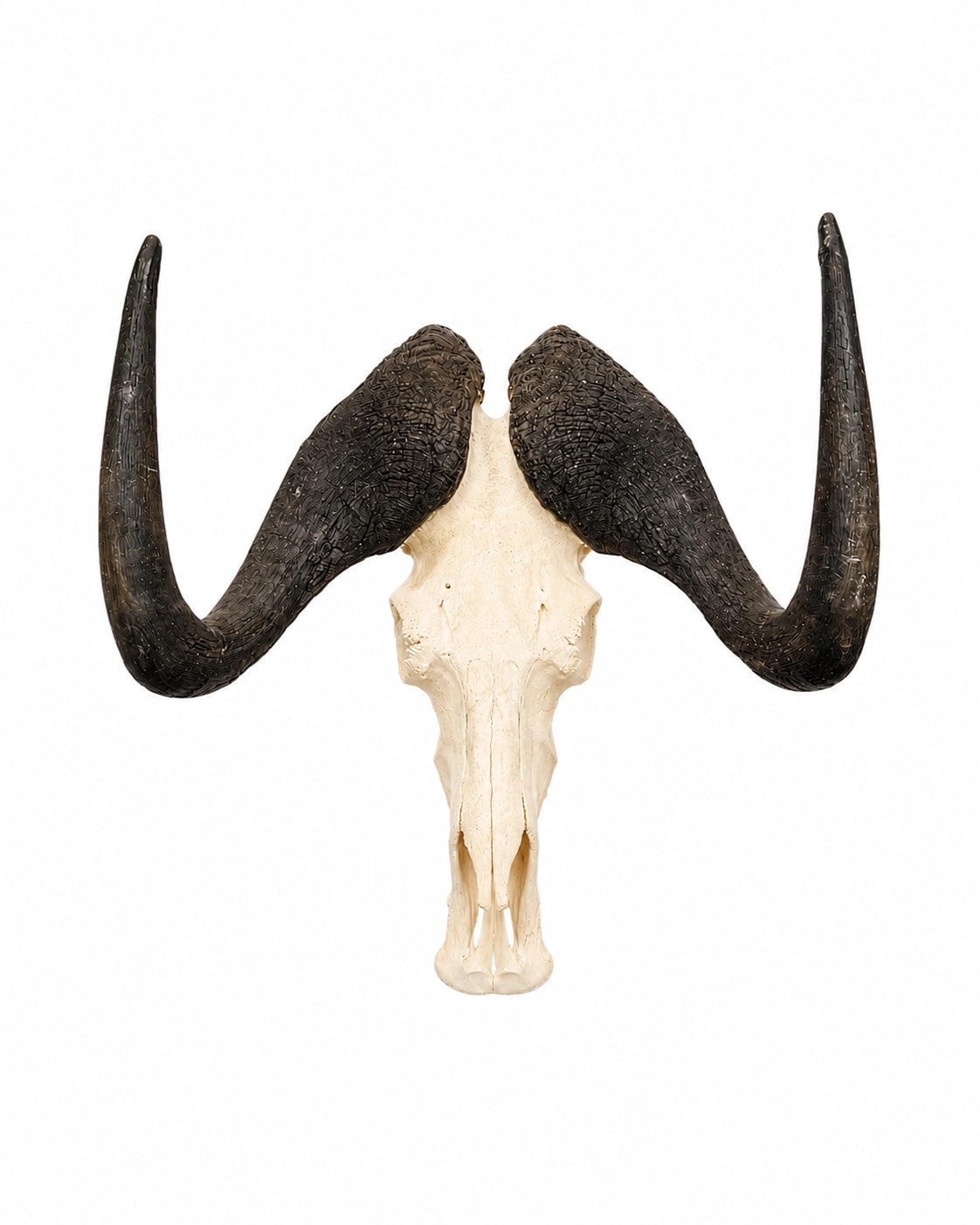 Echter Weissschwanzgnu Schädel kaufen bei SWISSkulls