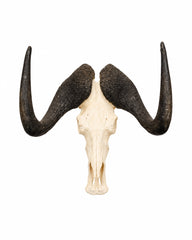 Echter Weissschwanzgnu Schädel kaufen bei SWISSkulls