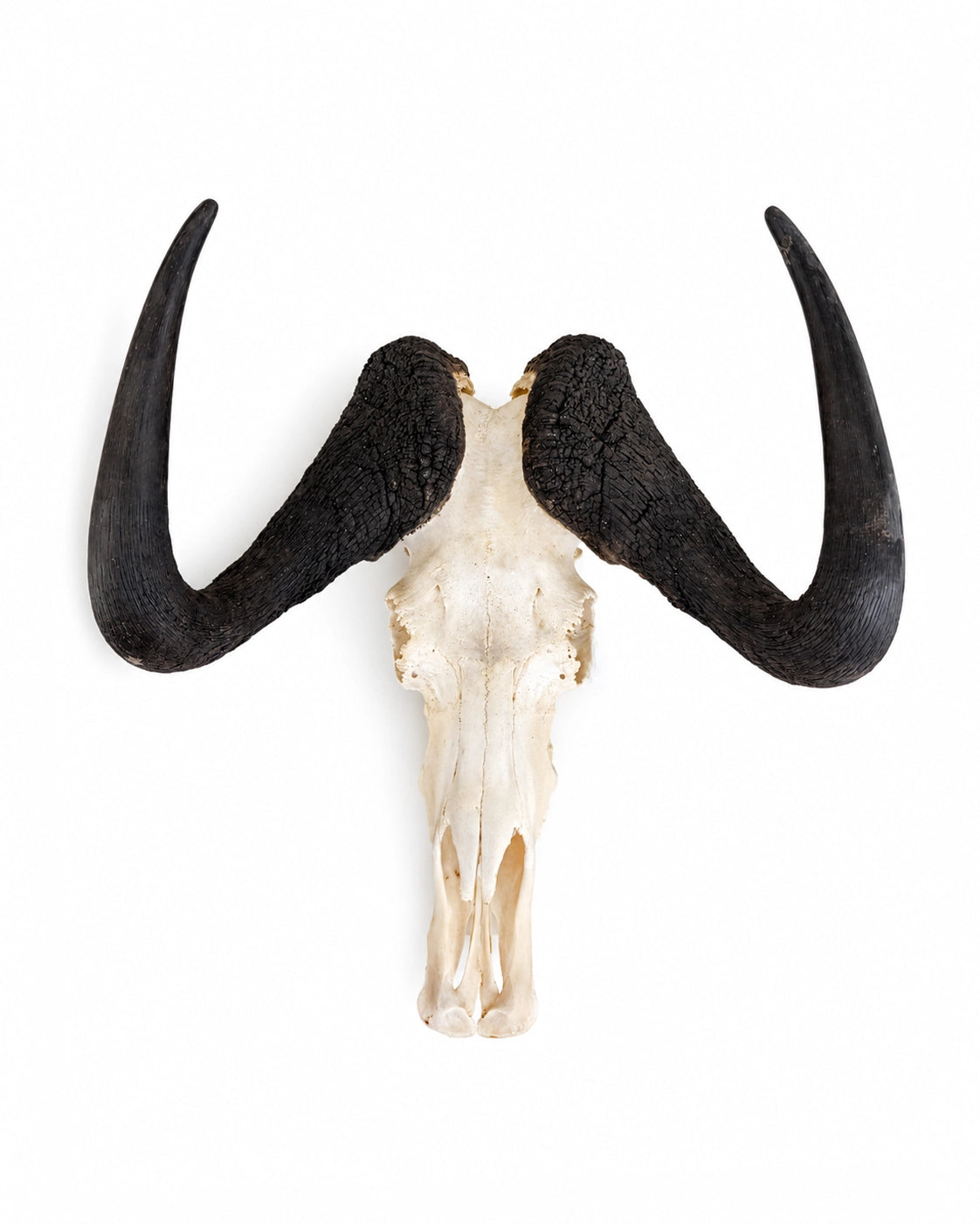 Genuine White-tailed Wildebeest Skull