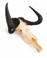 Präparierter Schädel eines Weissschwanzgnus mit natürlicher Knochenstruktur und markanten Hornansätzen.