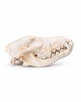 Seitenansicht eines echten Wolfsschädels aus Kanada – bei SWISSskulls kaufen.