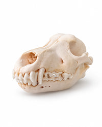 Echter Wolfsschädel in schräger Vorderansicht mit sichtbaren Eckzähnen – bei SWISSskulls kaufen.