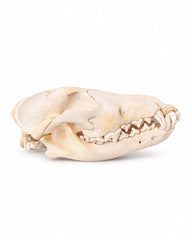 Echter Wolf Schädel