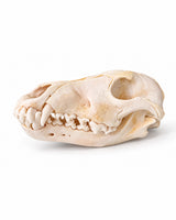 Echter Wolf Schädel