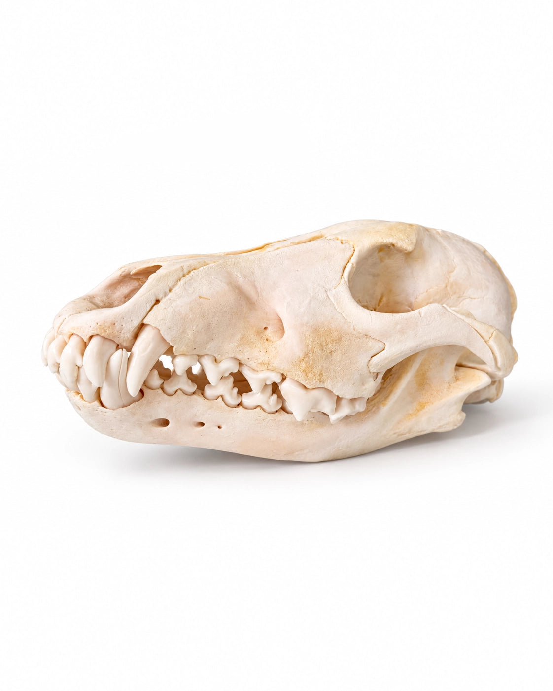Echter Wolf Schädel