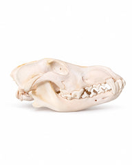 Cráneo de lobo real