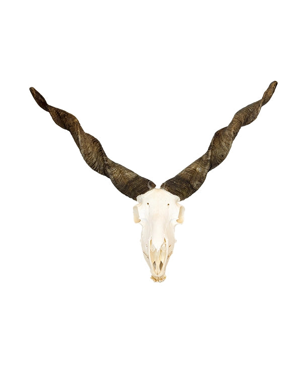 Echter Zackelschaf Schädel kaufen bei swissksulls – dekorativer Widder Schädel mit Hörnern
