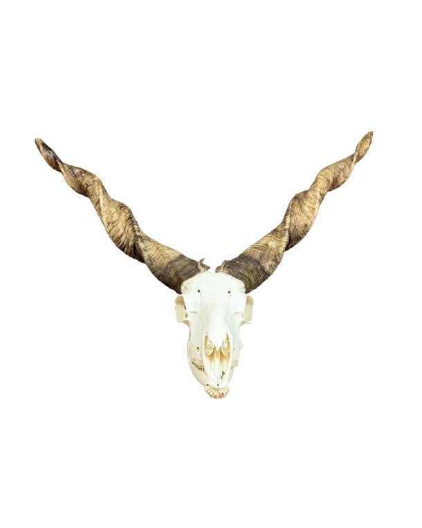 Zackelschaf Schädel echt naturbelassen kaufen bei swissksulls für Sammler und Deko