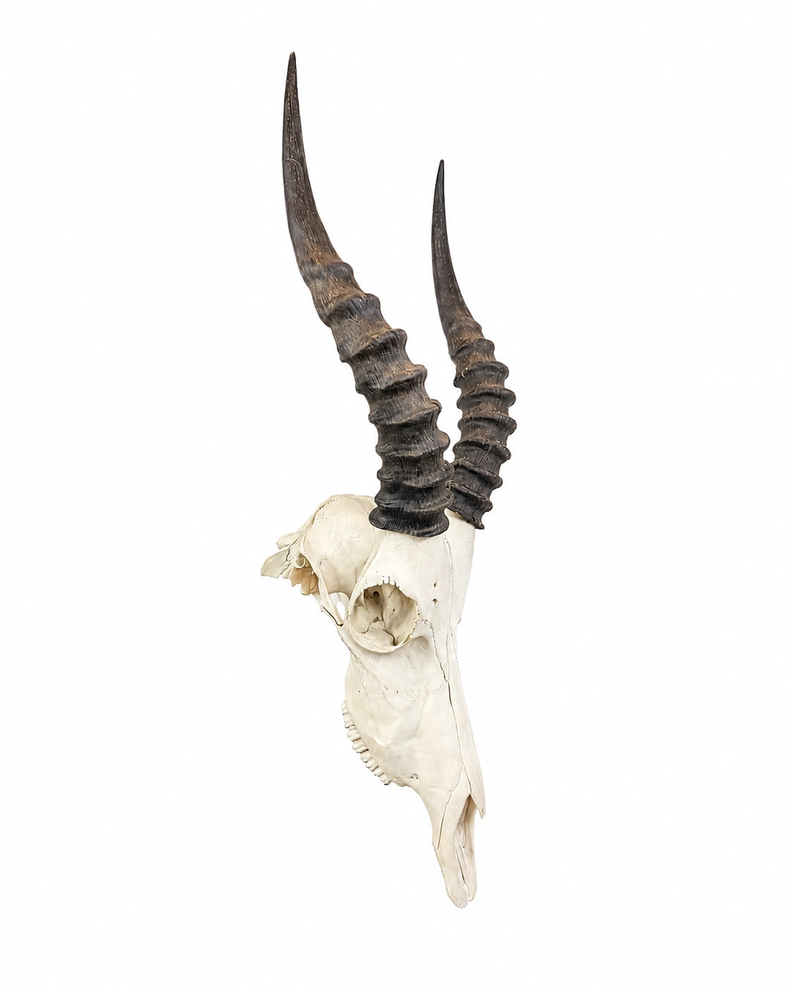 Echter Blesbock Schädel kaufen bei SWISSkulls dein Tierschdel Händler