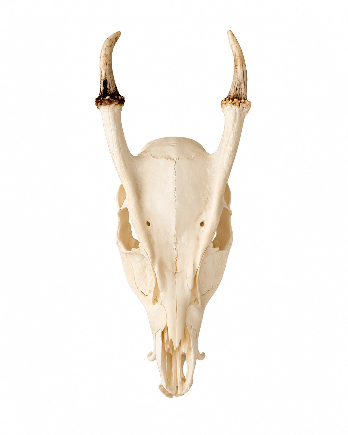 Véritable crâne de Muntjac de Chine ♂
