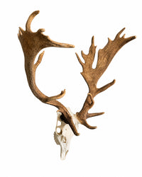 Echter Kapitale Damhirsch Schädel kaufen bei SWISSkulls dein Tirschädel Händer