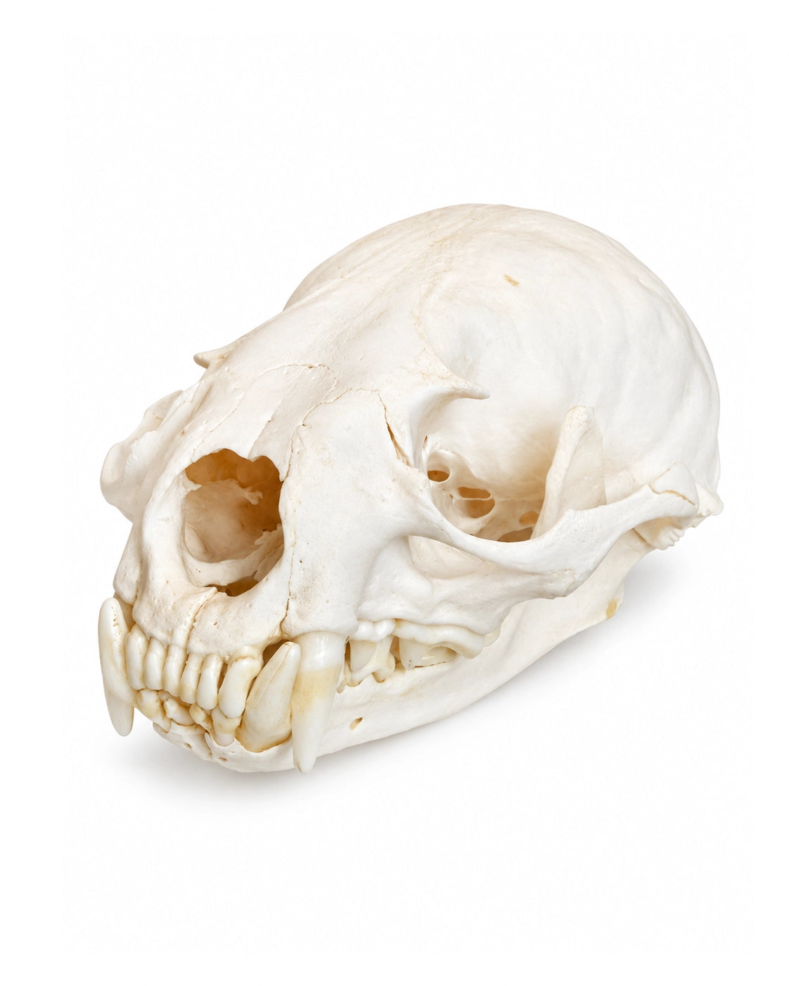 Echter Fischotter Schädel