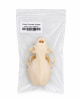 Echter Otter-Schädel in transparenter Verpackung mit Etikett – direkt im SWISSskulls Onlineshop kaufen