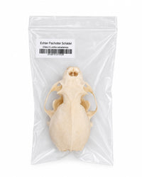 Echter Otter-Schädel in transparenter Verpackung mit Etikett – direkt im SWISSskulls Onlineshop kaufen