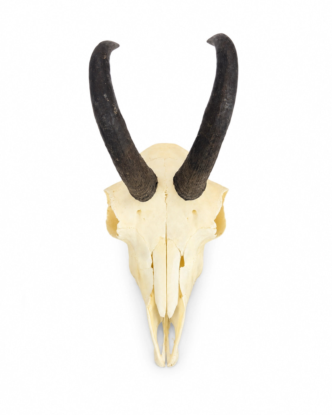 Echter Gämsschädel kaufen bei Swisskulls