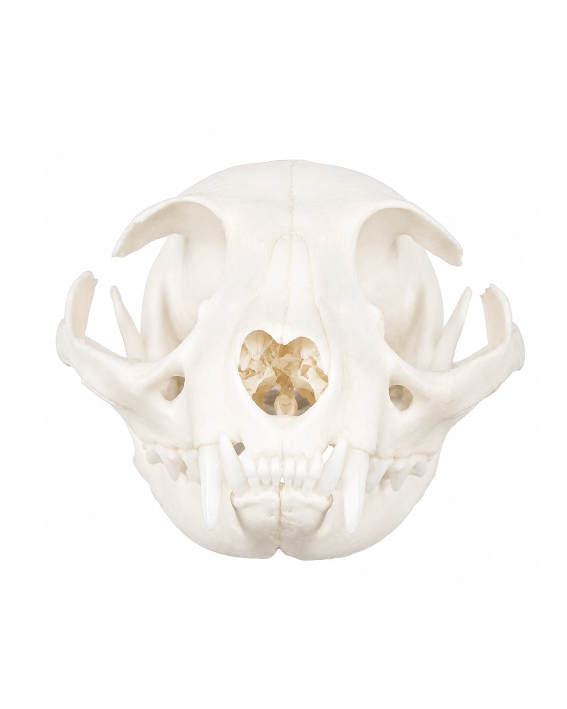 Echter Hauskatzen Schädel kaufen bei SWISSskulls
