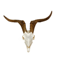 Real domestic goat skull