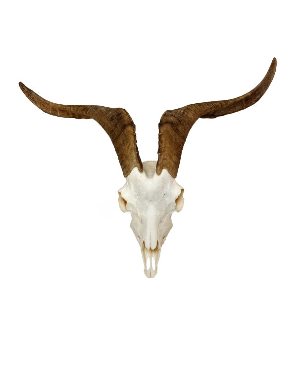 Real domestic goat skull