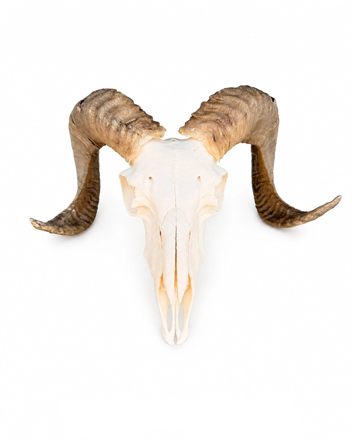 Echter Widder Schädel einer Heidschnucke – Marino von Swisskulls