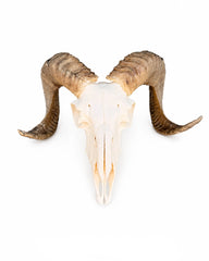 Echter Merinoschafbock Schädel