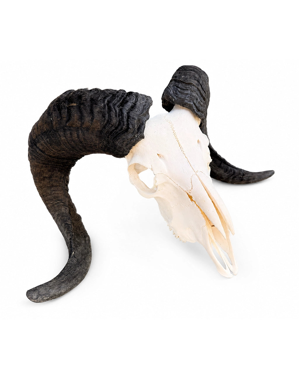 Echter Widder Schädel einer Heidschnucke – Marino von Swisskulls