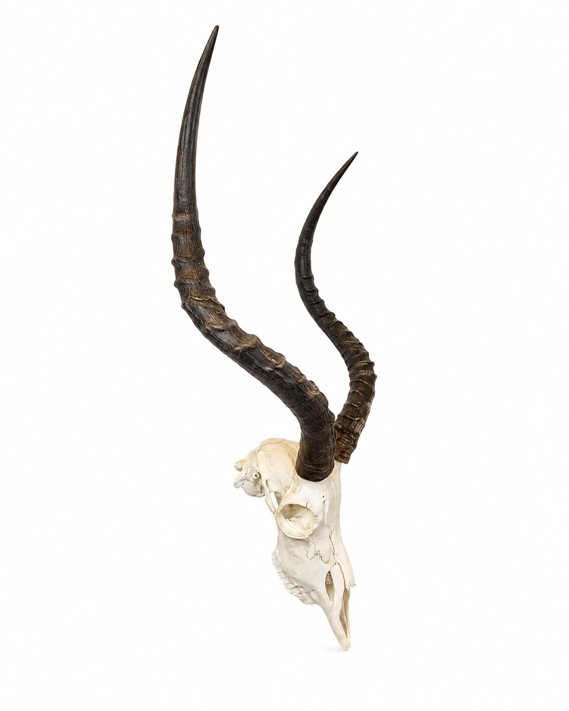 Echter Impala Schädel kaufen bei SWISSkulls