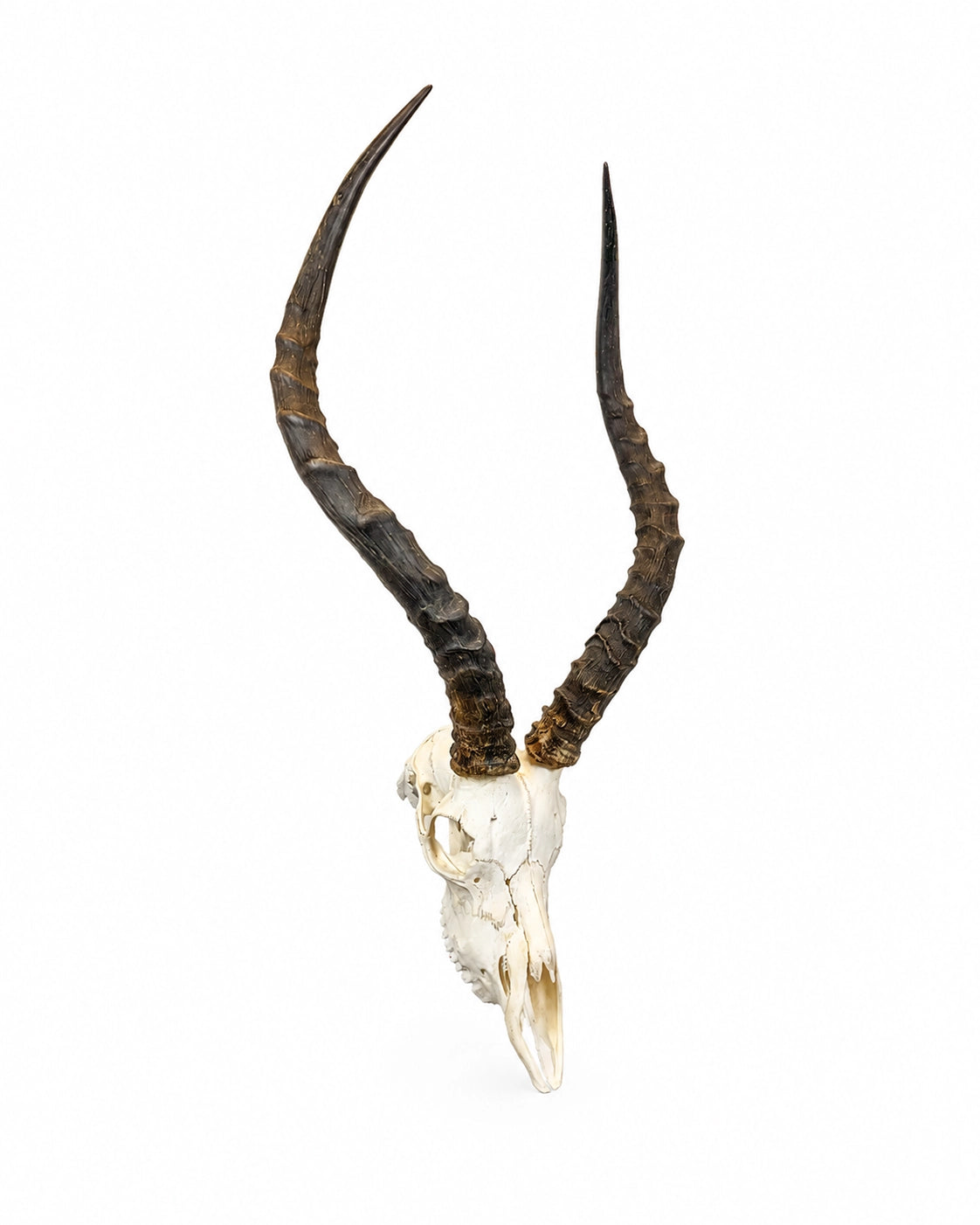 Echter Impala Schädel kaufen bei SWISSkulls