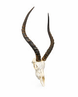 Echter Impala Schädel kaufen bei SWISSkulls