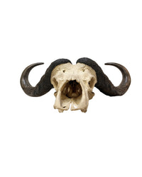 Massiver Kaffernbüffel-Schädel (Syncerus caffer) aus Südafrika – echter Büffelschädel der Big Five, naturgetreu präpariert, erhältlich bei SwissSkulls