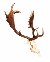Echter Damhirsch Schädel